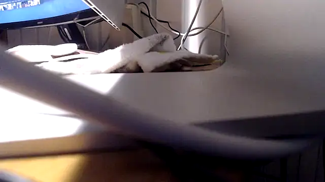 Tommitoo online show from February 22, 5:54 am