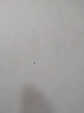 Rafaelayamazaki online show from December 18, 12:09 pm