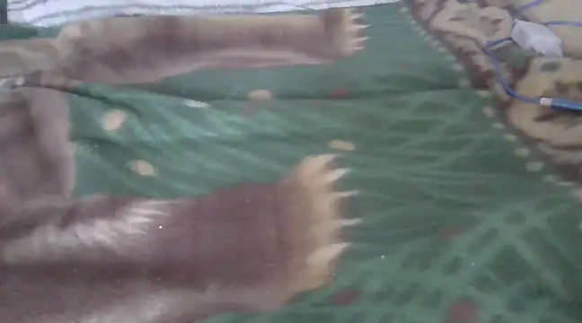 Snapshot of zorritasuperhot chatting on February 9, 5:33 pm zorritasuperhot online show from February 9, 5:33 pm