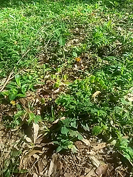 OFICINA Simas-Turbo online show from October 8, 6:41 pm