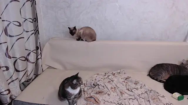 Snapshot of Olivia_Winston chatting on October 27, 10:54 pm Olivia Winston online show from October 27, 10:54 pm