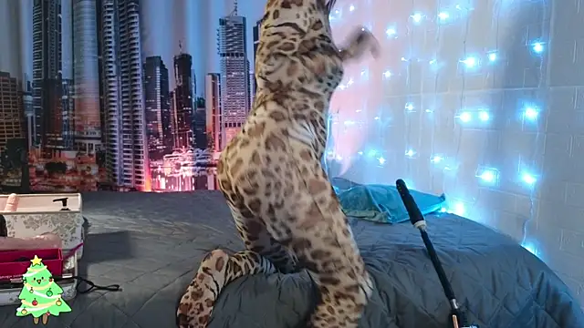 DashaHart online show from December 13, 8:04 pm