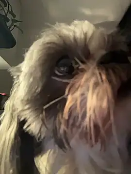 PetitLumiere online show from February 18, 4:43 am