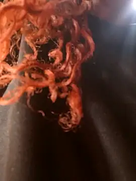 Swirly blac online show from March 24, 7:30 am