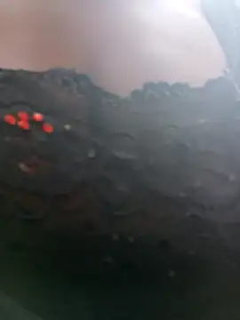 Swirly blac online show from April 13, 8:18 am