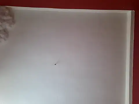 czruz online show from September 26, 1:40 pm