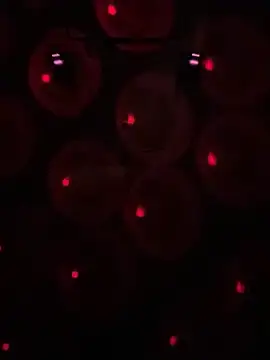 Gin4Cole online show from January 30, 3:00 am