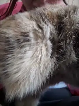 Snapshot of NikaMur chatting on October 19, 2:47 am NikaMur online show from October 19, 2:47 am