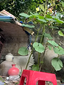 Snapshot of __Saphia__ chatting on November 27, 12:33 am Saphia online show from November 27, 12:33 am