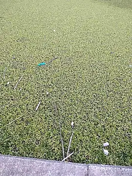 Eduardoxxx51 online show from December 3, 10:20 pm