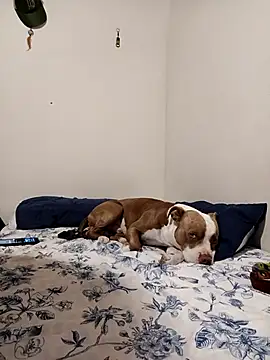 sebasxx97 online show from November 1, 1:34 am