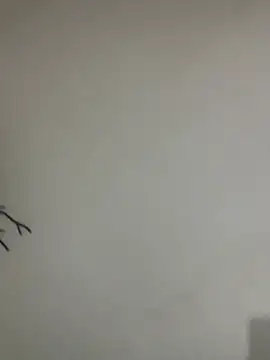 Veropig online show from March 13, 3:17 pm