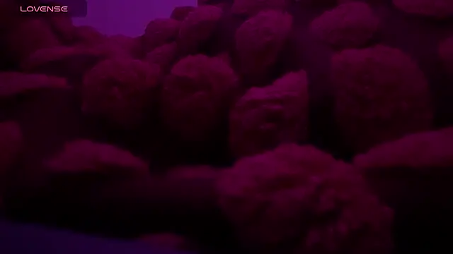 bukkakebae1 online show from November 15, 12:36 am