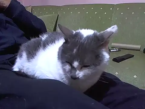 zormen355 online show from April 4, 7:42 pm