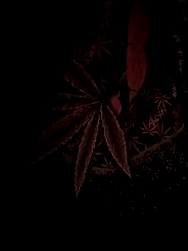 ySqmbVanbe online show from February 17, 4:43 am