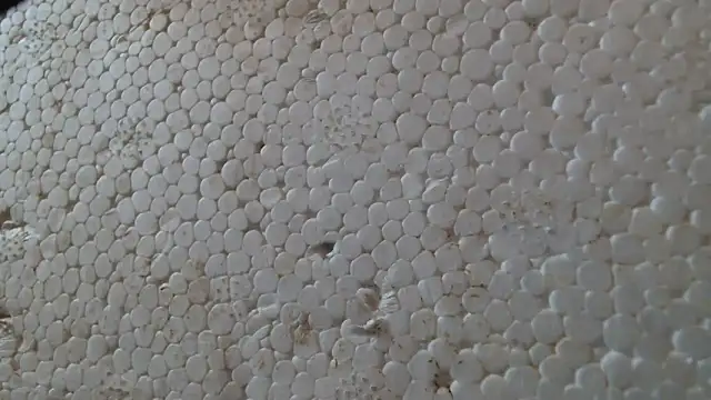 titi fiesta online show from February 24, 8:04 am