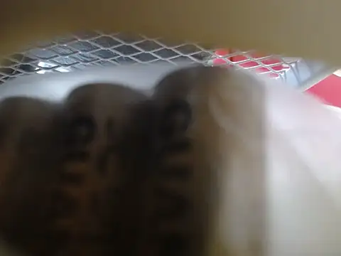 lovense test04 online show from February 10, 6:01 am