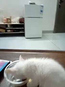 xiaoxuer online show from May 6, 3:21 am