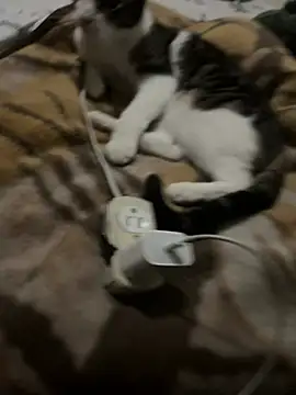 K Intraven0us online show from February 19, 3:14 am