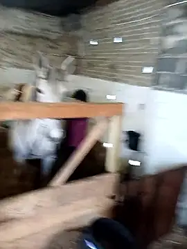 Tortuga95PL online show from February 5, 9:16 am