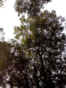 Yasha 14C Creator online show from November 28, 9:31 am