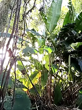 tuwegon online show from June 17, 9:36 pm