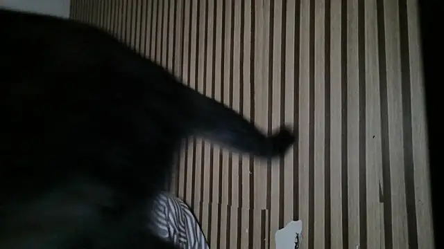 Dedel199 online show from December 23, 11:09 am