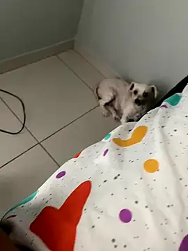 casalhot69 online show from October 27, 5:25 pm