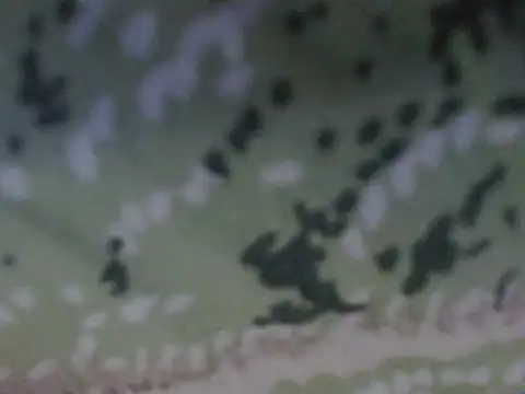 silky milky online show from October 31, 8:16 pm