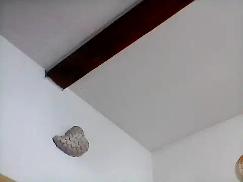 Snapshot of Picolo4111 chatting on September 20, 7:13 am Picolo4111 online show from September 20, 7:13 am
