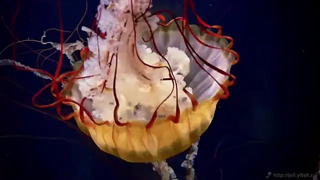 streamy test11 online show from November 13, 11:47 am