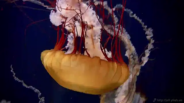 streamy test11 online show from December 17, 4:45 pm