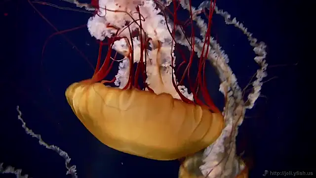 Snapshot of streamy_test11 chatting on March 24, 11:10 am streamy test11 online show from March 24, 11:10 am