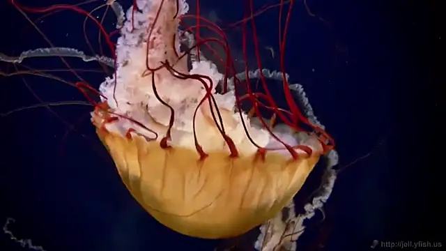 streamy test11 online show from November 7, 12:21 pm