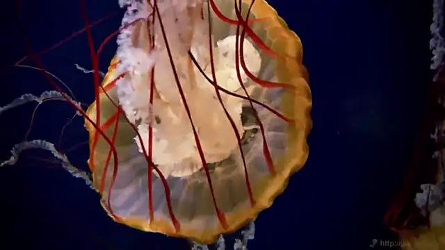 streamy test11 online show from February 14, 8:42 am