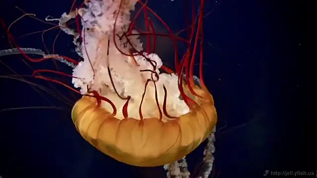 streamy test11 online show from December 14, 10:54 am