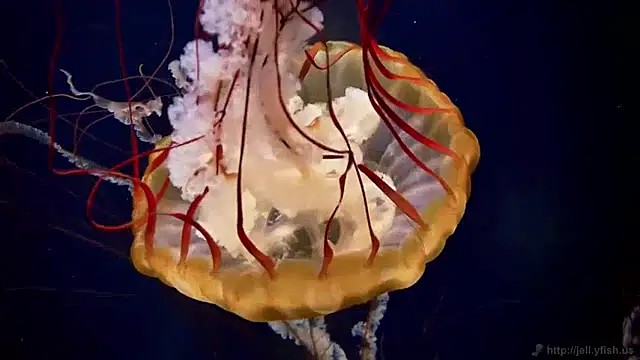 streamy test11 online show from January 24, 8:13 am