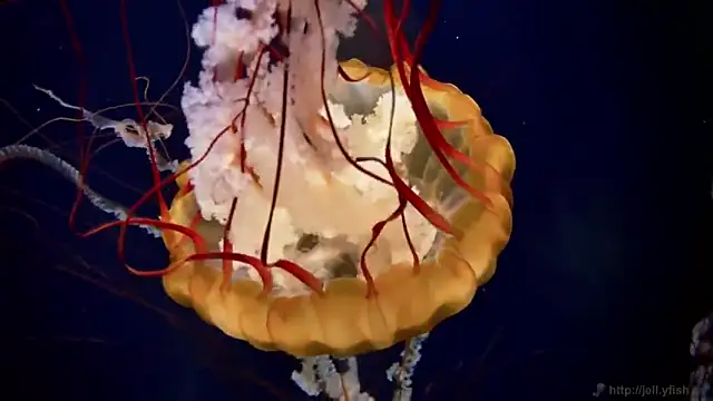 streamy test11 online show from October 30, 3:53 pm