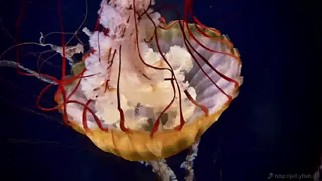 streamy test11 online show from December 10, 8:19 am