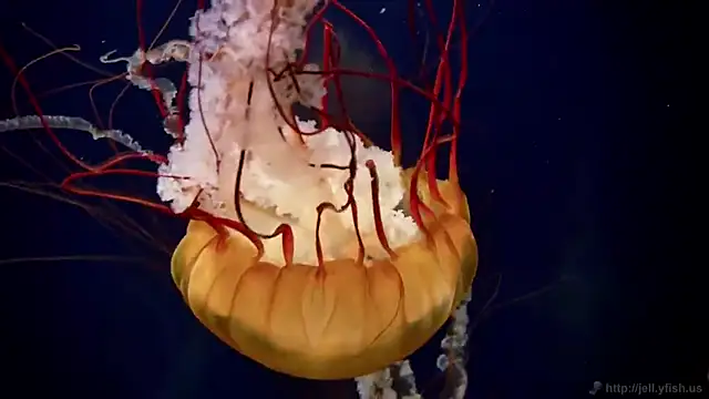 Snapshot of streamy_test11 chatting on February 24, 1:23 pm streamy test11 online show from February 24, 1:23 pm