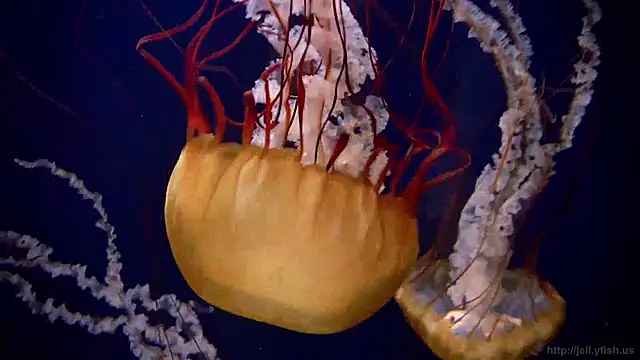 streamy test11 online show from January 20, 9:24 am