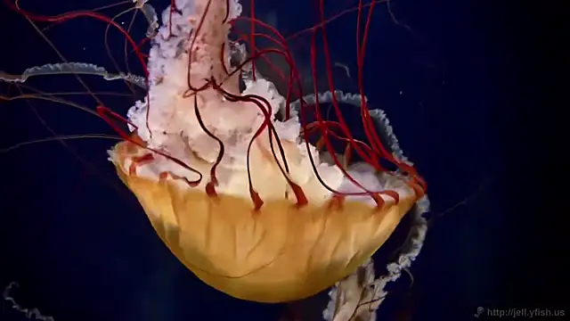 Snapshot of streamy_test11 chatting on April 6, 12:06 pm streamy test11 online show from April 6, 12:06 pm