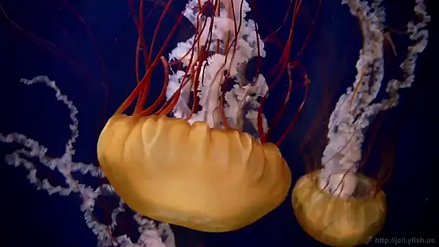 Snapshot of streamy_test11 chatting on February 18, 9:22 pm streamy test11 online show from February 18, 9:22 pm