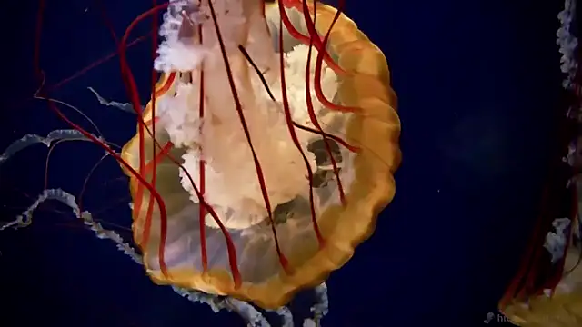 streamy test11 online show from December 4, 1:43 pm