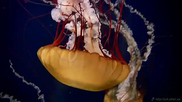 Snapshot of streamy_test11 chatting on February 3, 2:22 pm streamy test11 online show from February 3, 2:22 pm