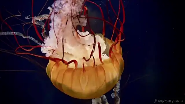 streamy test11 online show from October 16, 2:14 pm