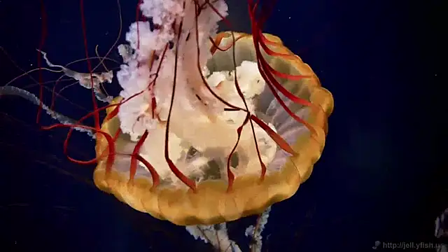 Snapshot of streamy_test11 chatting on April 2, 11:17 am streamy test11 online show from April 2, 11:17 am