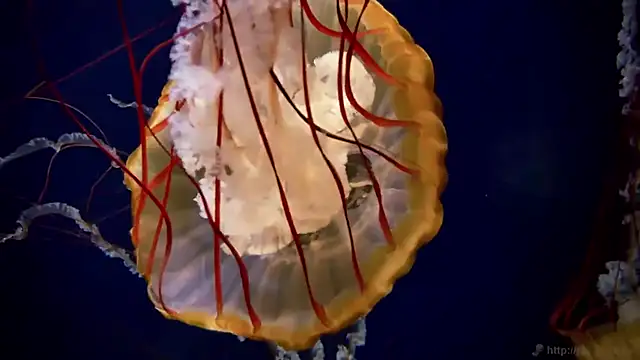 Snapshot of streamy_test11 chatting on March 16, 3:37 pm streamy test11 online show from March 16, 3:37 pm