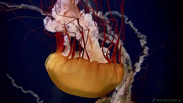 Snapshot of streamy_test11 chatting on February 4, 3:18 pm streamy test11 online show from February 4, 3:18 pm