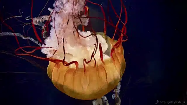 streamy test11 online show from December 3, 8:22 am